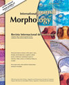 INTERNATIONAL JOURNAL OF MORPHOLOGY封面